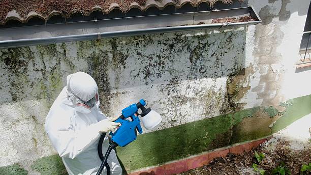 Trusted Crawl Space Mold Removal service in Saint Michaels, MD - Cheap Mold Removal